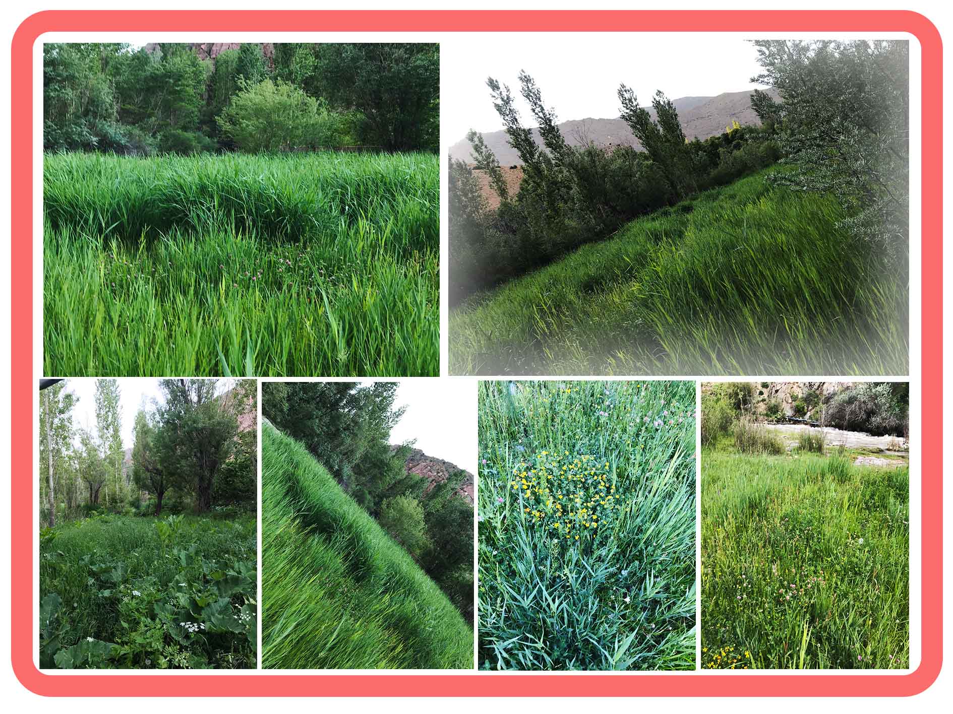تابستان حسنکدر